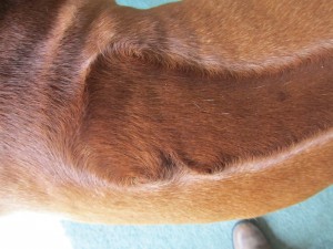 Rhodesian Ridgeback ridge after surgery to remove trichoepithelioma