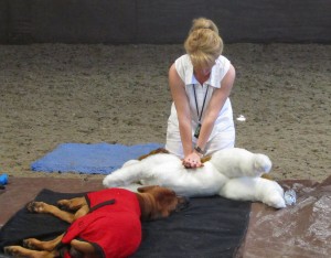 Canine First Aid 018