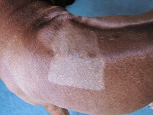 Axl's scar 3 weeks after surgery