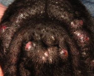 Canine Acne under the chin