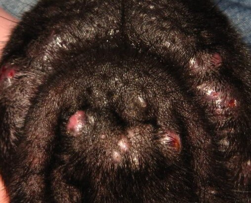 can dogs get pimples on back
