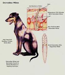 Demodectic store mange symptoms