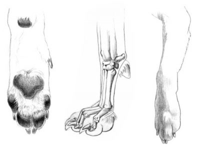 Front Leg Lameness – Rhodes 2 Safety