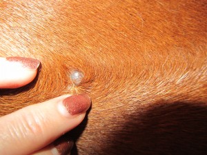 trichoepithelioma in dogs