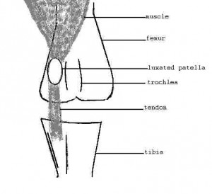 Dislocated Patella (pic Bishonfrise USA)