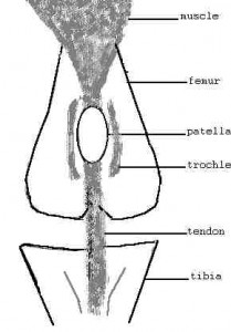 Front view of patella