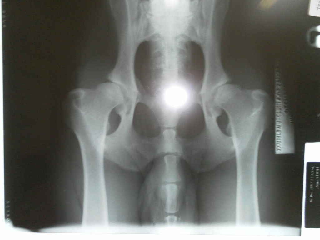 Hip Dysplasia visible on x-ray 