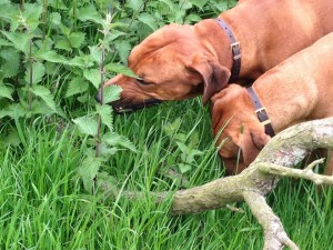 Grass eating