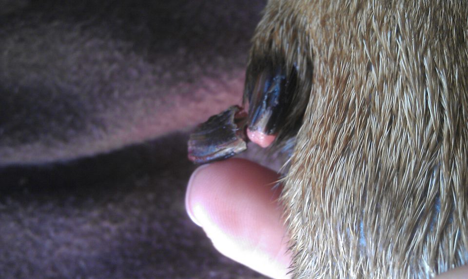 what do you do if your dogs dew claw is hanging off