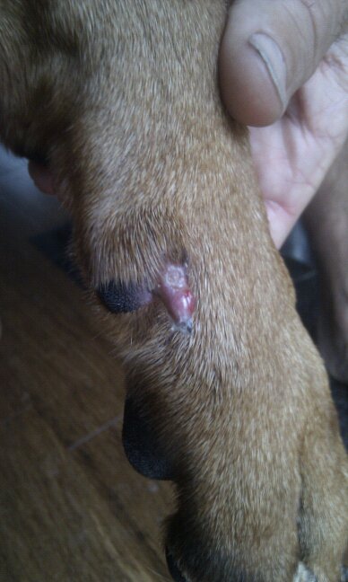 Completely exposed kwik on a dew claw, broken nail, needs first aid treatment