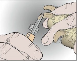 clipping claws
