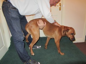 Treatment of Choking Dog