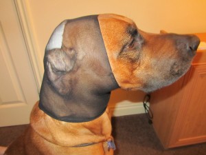 Apply a Stocking - canine first aid to a split ear tip