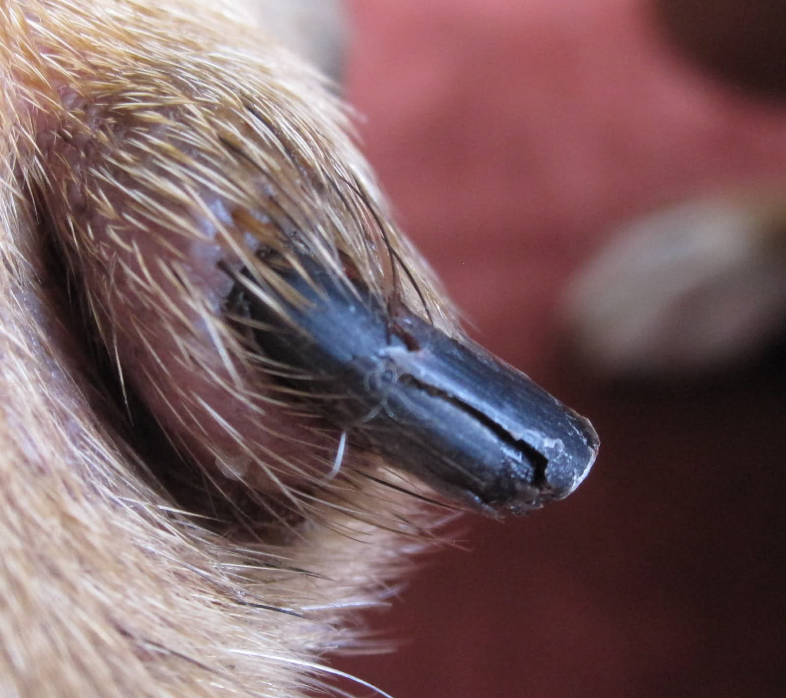 Dog Nail Split To Base At Bridget Jones Blog