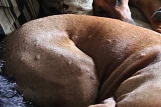 dog stinging nettles treatment