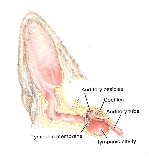 Inside the canine ear