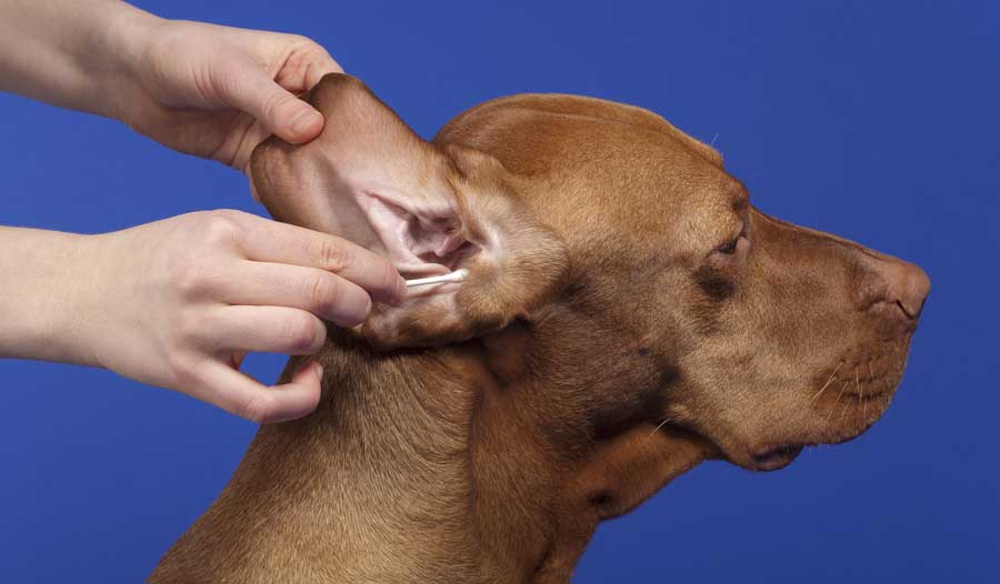 are mites visible on dogs