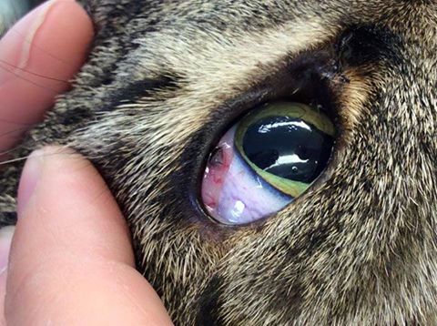 tick on dog's eyelid