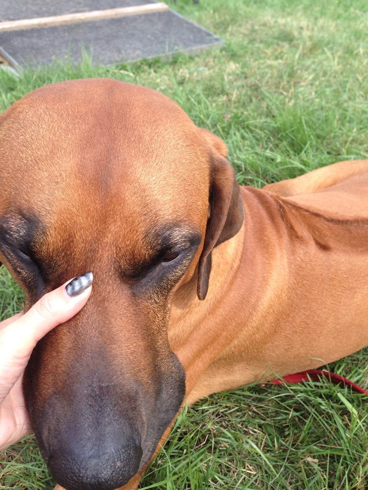 dog stinging nettles treatment