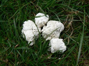 White Dog Poo 