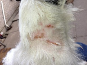 Grace, laceration, injury due to dog bite - remember to clean the wound thoroughly to prevent infection