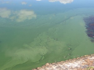 blue green algae 2