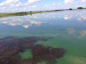 Blue Green Algae at Welton Waters, East Yorkshire