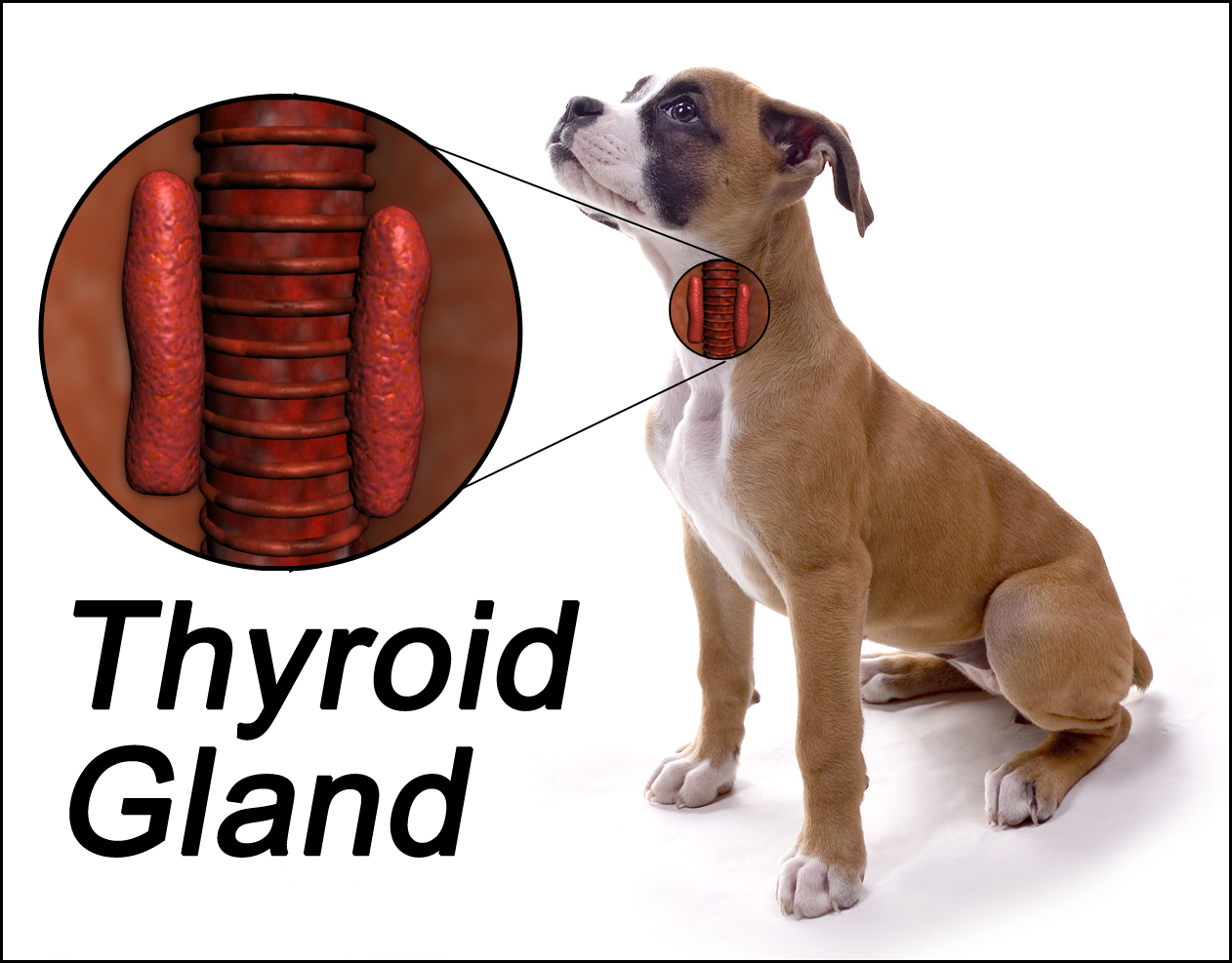Hypothyroidism – Rhodes 2 Safety