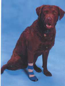 dog bandage sock