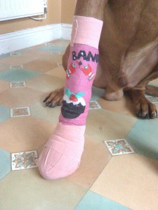 Axl's poorly foot in Christmas bandage!