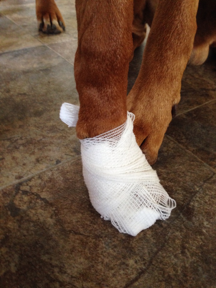 dog bandage sock