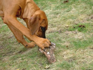 Axl at 21 weeks getting to grips handling a bone ... having buried and dug it up repeatedly!