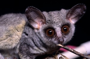 bush baby