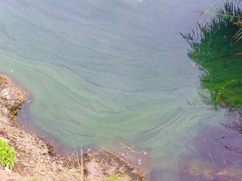 Blue Green Algae bloom - Welton Waters, East Yorkshire