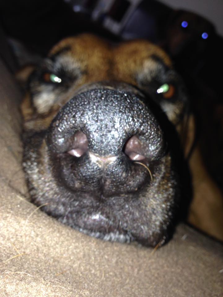 why is my dogs nose cracking