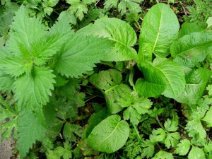 dock leaves nettle nettles geograph stings treatment ireland northern soon walk if