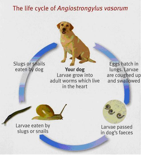 Natural treatment for hot sale lungworm in dogs