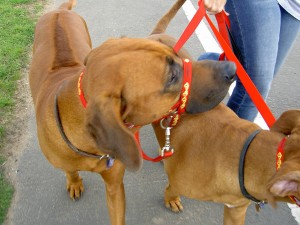 Dogmatic Headcollar