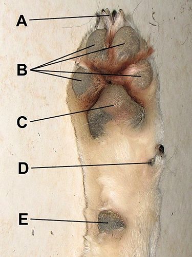 Dog injured shop carpal pad