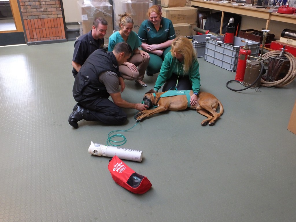 Axl trying a pet oxygen mask for size