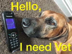 dog needs vet