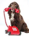 dog on phone