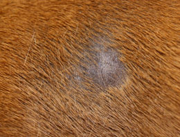 what does a staph infection look like on a dog